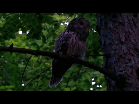 Sova dlhochvostá (Strix uralensis) — varovné volanie samice, Maďarsko