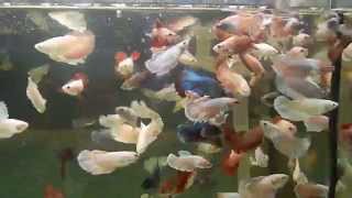 [問題] 想請教母鬥魚群養的經驗