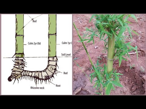 Rhizome - Definition and Examples - Biology Online Dictionary