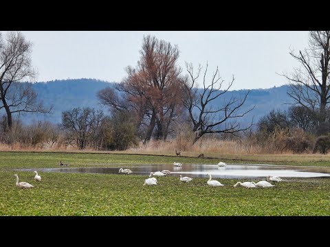 In den Wiesen bei Falkenberg (Mark)