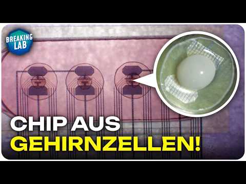 Computerchips aus Gehirnzellen: 1 Million mal weniger Energie