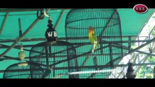 Download lagu NGEKEK PANJANGLOVEBRID KUSUMO NGAMUK - CUP 2ND KLI PT. SEMEN GRESIK JAWA TIMUR mp3 Download lagu NGEKEK PANJANGLOVEBRID KUSUMO NGAMUK - CUP 2ND KLI PT. SEMEN GRESIK JAWA TIMUR mp3