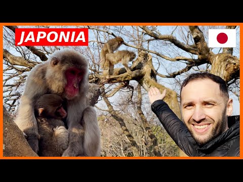 KYOTO: Aici traiesc MAIMUTELE JAPONEZE! ( Ambulanta INTARZIE si in JAPONIA..)