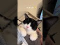 My Lil Tuxie Cat Kitty Kitten