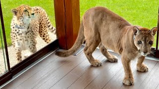 Пума Месси налаживает отношения с Гердой после нападения!