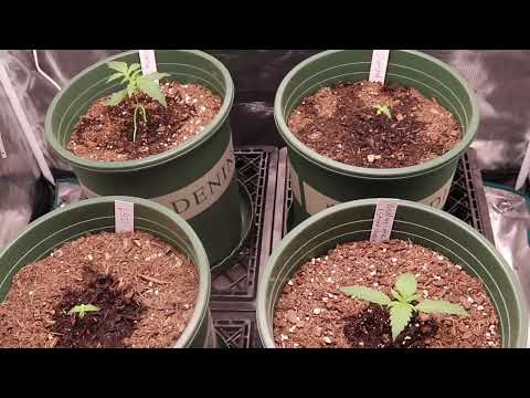 AUTOFLOWERS GROW SERIES UPDATE IN THE 3X3 TENT AT WEEK 2 ON (DAY 14)