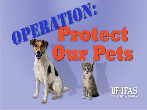 Operation: Protect Our Pets - When Fleas Attack
