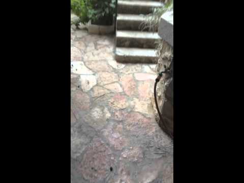 Apartment Strancica Postira