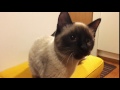 Cat Sounds Like A Rooster For Catpeople Only