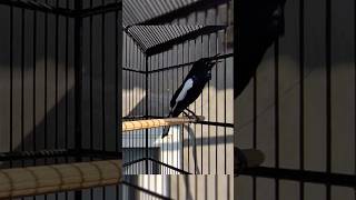 Download lagu KACER TROTOL CEPAT BUNYI NGEPLONG DAN GACOR ‼️ DENGAR SUARA INI mp3 Download lagu KACER TROTOL CEPAT BUNYI NGEPLONG DAN GACOR ‼️ DENGAR SUARA INI mp3