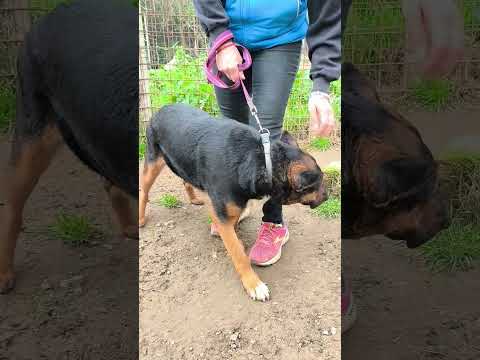 Regalo Eros un dolce cucciolone egrave ancora in box che attende la libertagrave