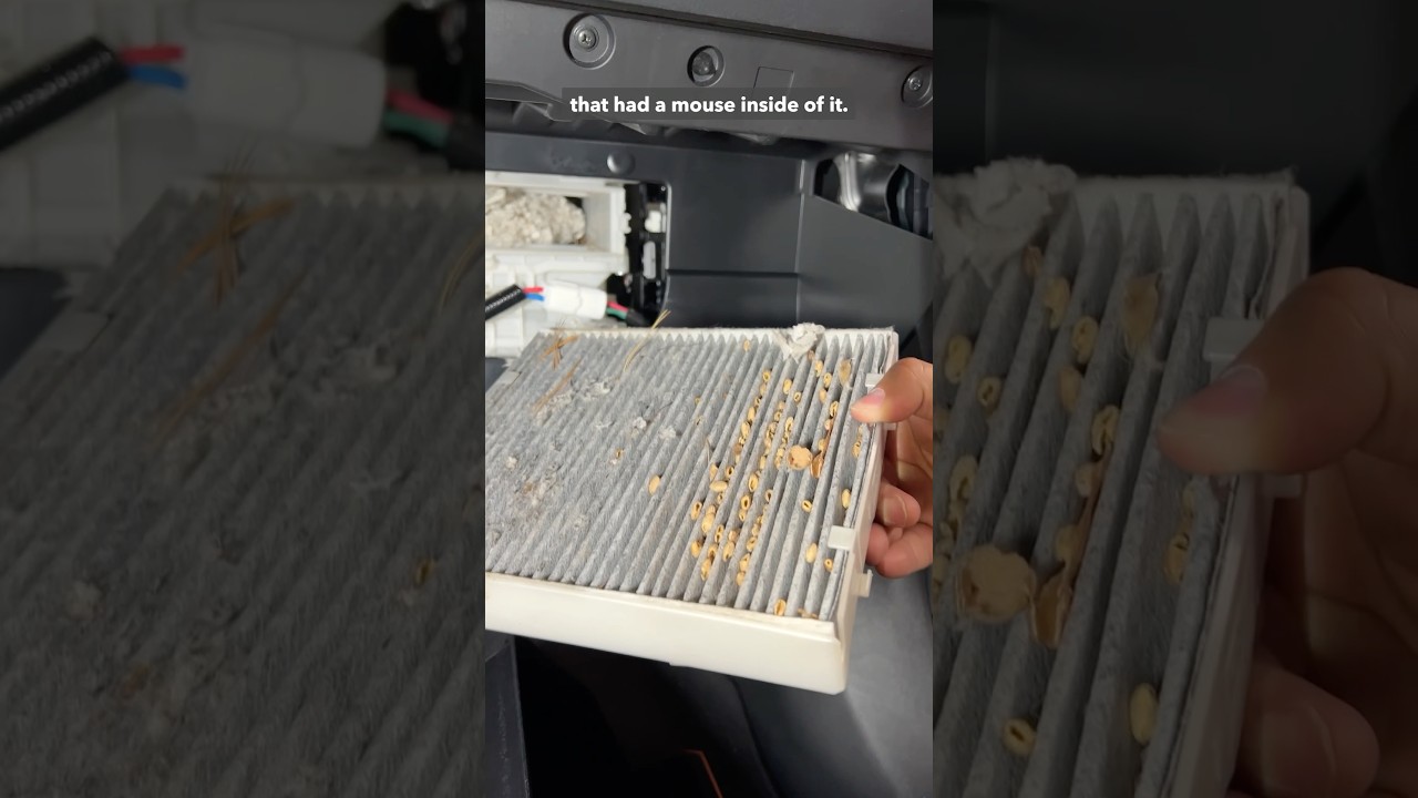 How to keep mice and rodents out of your car in the winter: tips from Consumer Reports experts