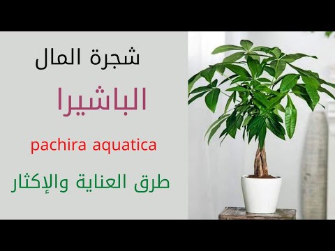 , title : 'نبات المال أو باشيراpachira aquatica'