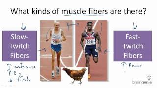 8.4.4 Slow Twitch v Fast Twitch Fibers