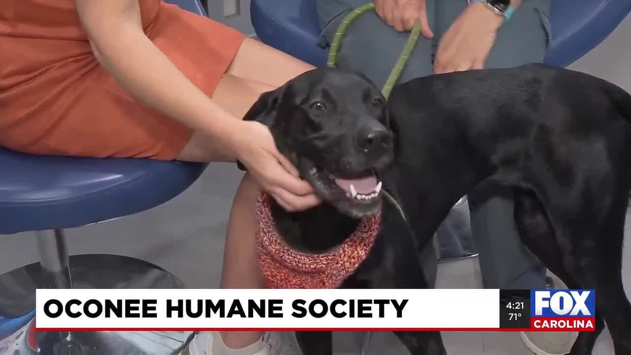 Four Legged Friends: Jenny