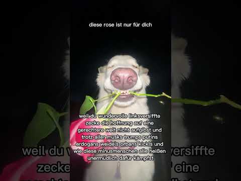 #fürdich #fyp #gegenrechts #niewiederistjetzt #meme #cute #dog