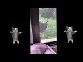 Wha Wha Wha Cat 1 Hour