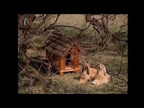 Zlatovláska - Postižená zvířata