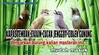 Download lagu Masteran Kapas tembak - Cililin - Cucak jenggot - Ciblek gunung IRAMA LAGU SEJALUR MUDAH MASUK mp3 Download lagu Masteran Kapas tembak - Cililin - Cucak jenggot - Ciblek gunung IRAMA LAGU SEJALUR MUDAH MASUK mp3