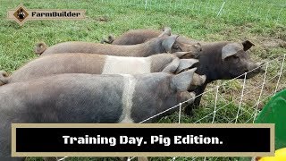 Training Pigs to Fence.