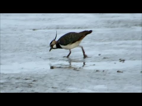 Kiebitz - Vanellus Vanellus - Lapwing - Peewit - Vogel Bird Vogelbeobachtung Birding