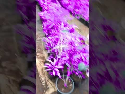 It's a purple land amazing 💜💜💟💟