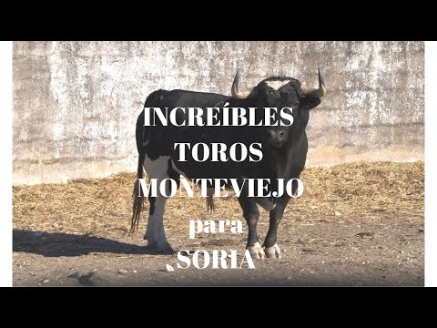😱INCREÍBLES TOROS MONTEVIEJO de Victorino para SORIA