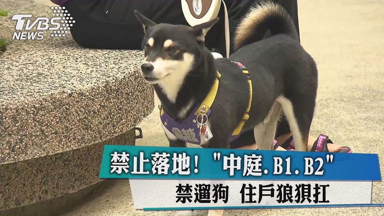 禁止落地!中庭B1、B2禁遛狗 住戶狼狽扛