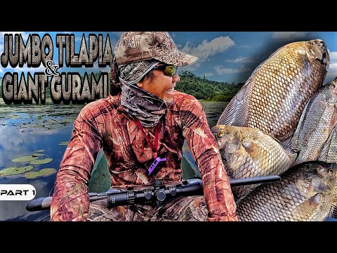 P1-Jumbo Tilapia and Giant Gourami - EP1013