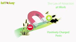 Sniff'n'Stop Bedbug Demonstration