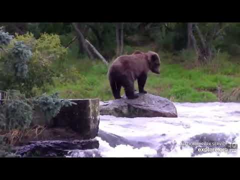8/26/2022 BFL 909's yearling (Bean) has a long tape worm Explore.org