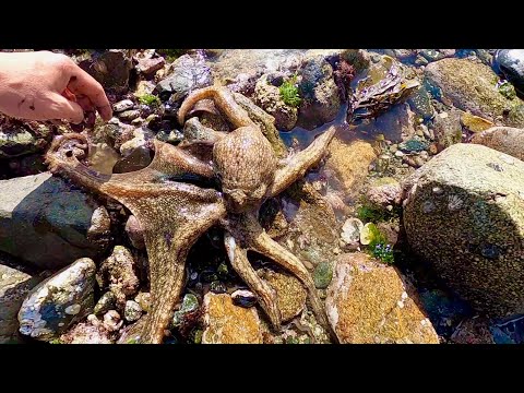 Huge Lobsters & Octopus Coastal Forging the Sea Shore - Catch & Cook  