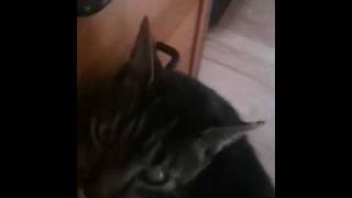 Cat rubbing his face