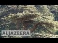 Lebanon launches campaign to save the Cedar tree