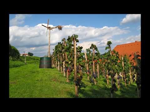 Zasavci - Otožna Kalifornija