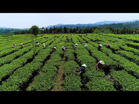 Recorriendo el campo chino: Adaptarse a la naturaleza | Documental |Doblado al español