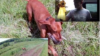 AKC hunting dog field trial || with kills and ribbons won || Oak Ridge Pointing Dog Club