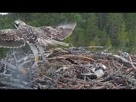 Elder osprey chick fledged | #1 Sääksilive (Osprey Cam | July 31, 2024