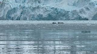 Silent Power of Hubbard Glacier | Celebrity Solstice Alaska Cruise