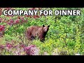 Dandelions For Dinner