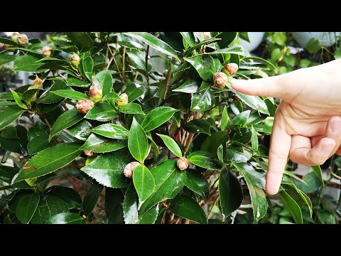 茶花樹
