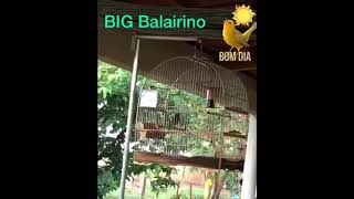 Curió Big Bailarino 