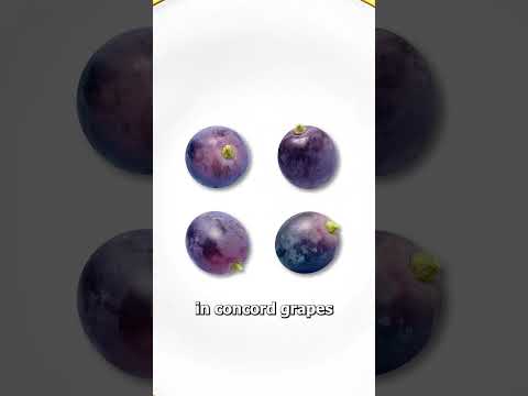 Why Grape-Flavored Things Don't Taste Like Grapes 🤨