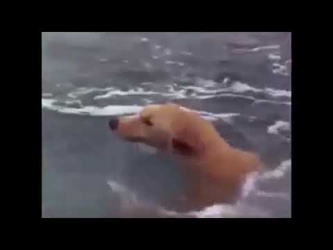 Dog ' s help dolphin