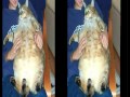 Кошечки толстушки YouTube 720p 