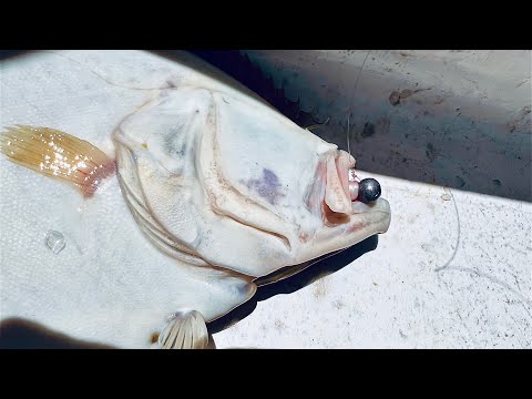 Fluke Fishing Fiesta - Triple Limit From Shore!!!