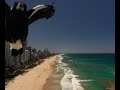 Magpie Attacks Drone