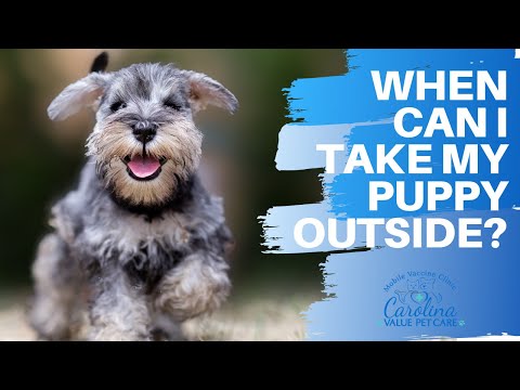 When is it safe to socialize my puppy?