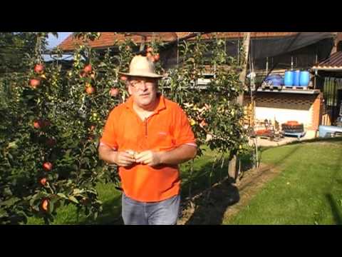 Der richtige Zeitpunkt zur Apfelernte