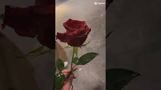 Download lagu Asjal Ruwhi 🥀🥀👈Slowed Reverb 🥺🥀 Arabic Ringtone 'instrument '🎷🥀😔🤐 #shortvideo mp3 Download lagu Asjal Ruwhi 🥀🥀👈Slowed Reverb 🥺🥀 Arabic Ringtone 'instrument '🎷🥀😔🤐 #shortvideo mp3